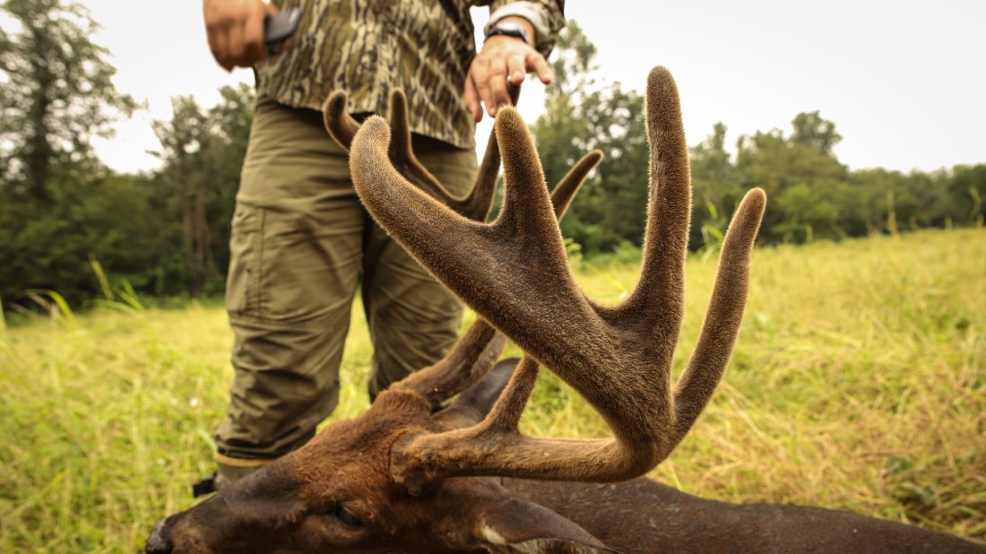 velvet deer rack