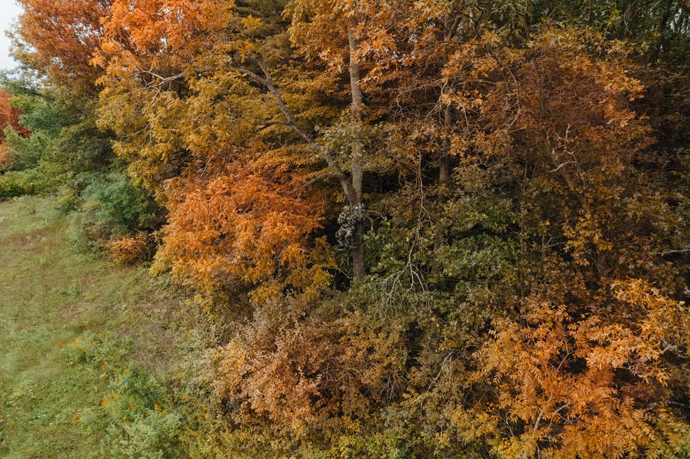 hunter hidden in treestand