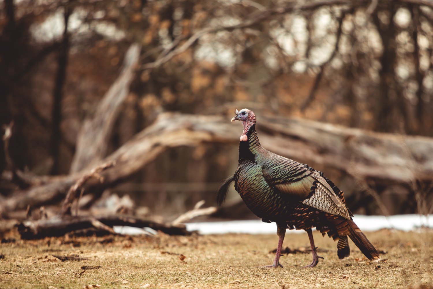 gobbler walking up