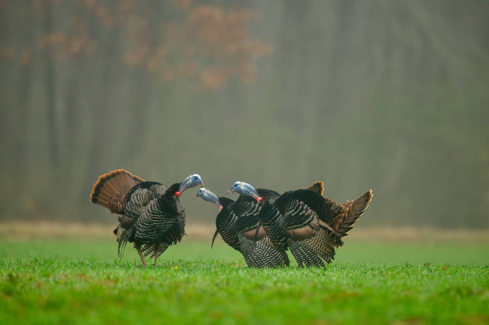three gobblers in a field