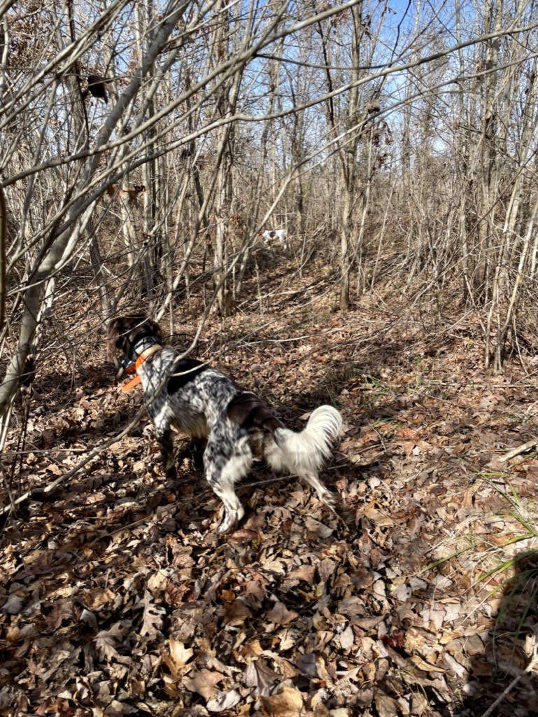 a dog points in the woods