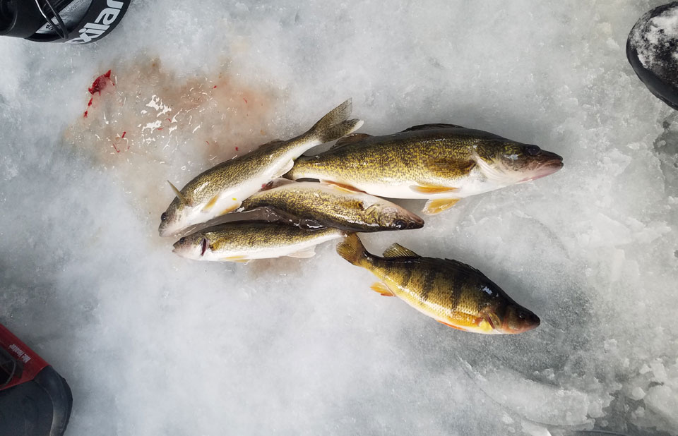 ice fishing catch