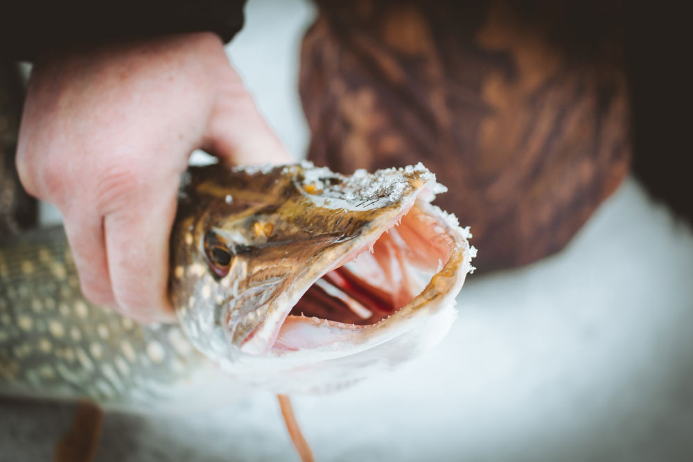 ice fishing pike