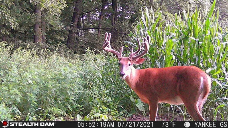 deer diet
