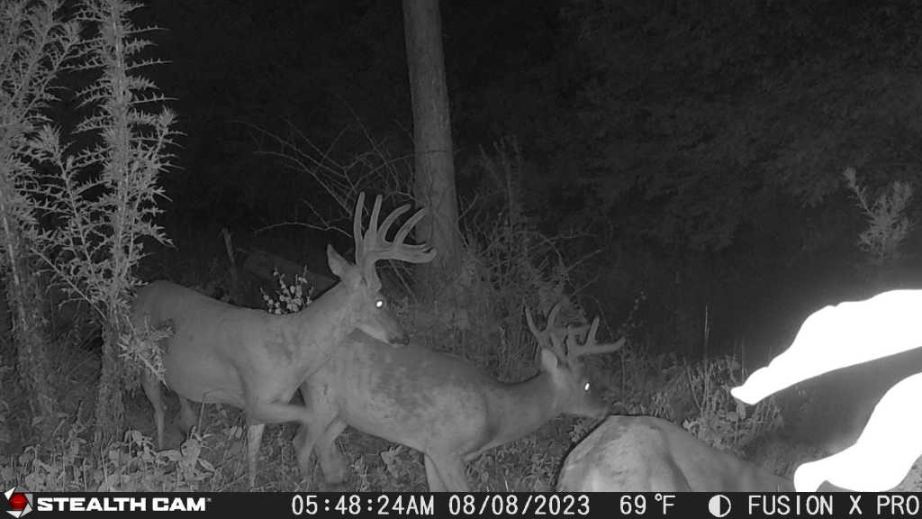 night time deer