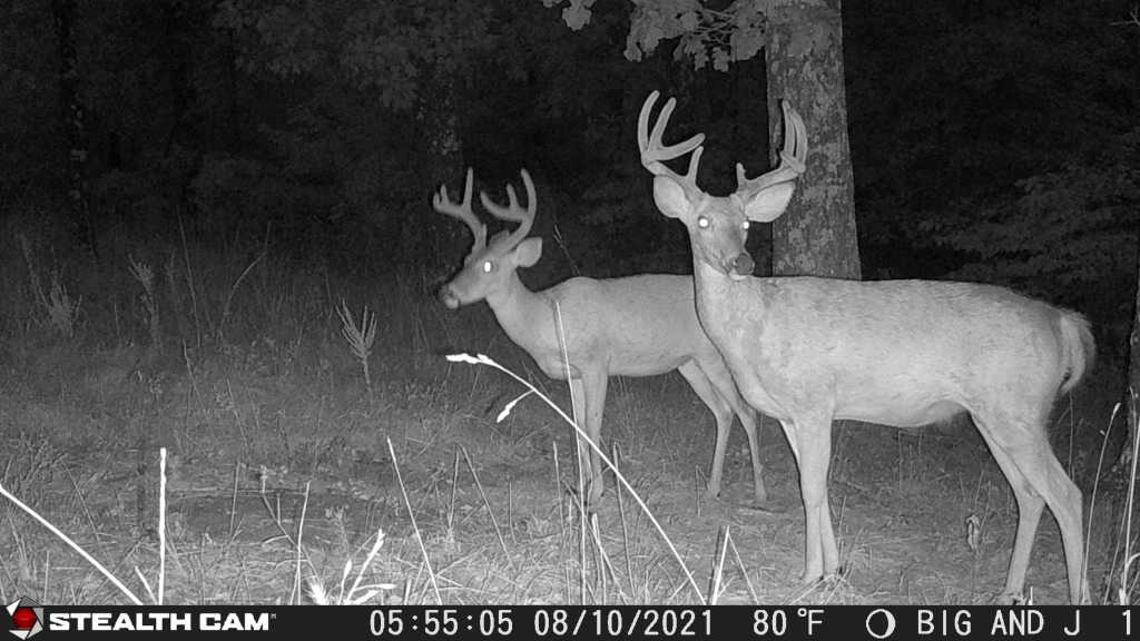 bachelor group bucks