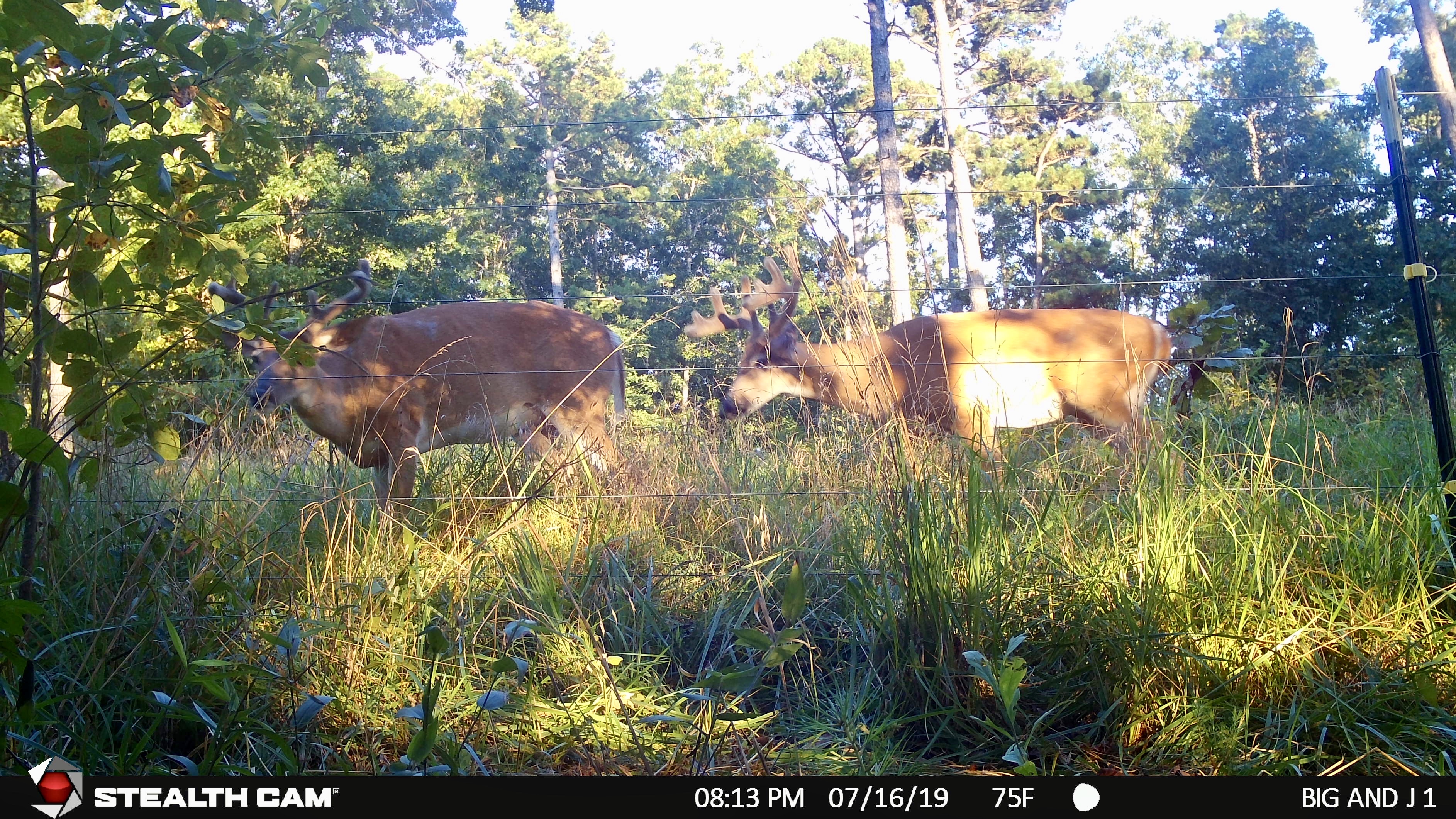 bachelor group bucks