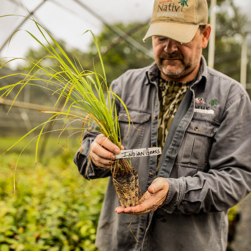 indian grass