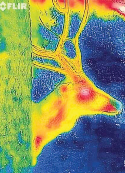 infrared deer