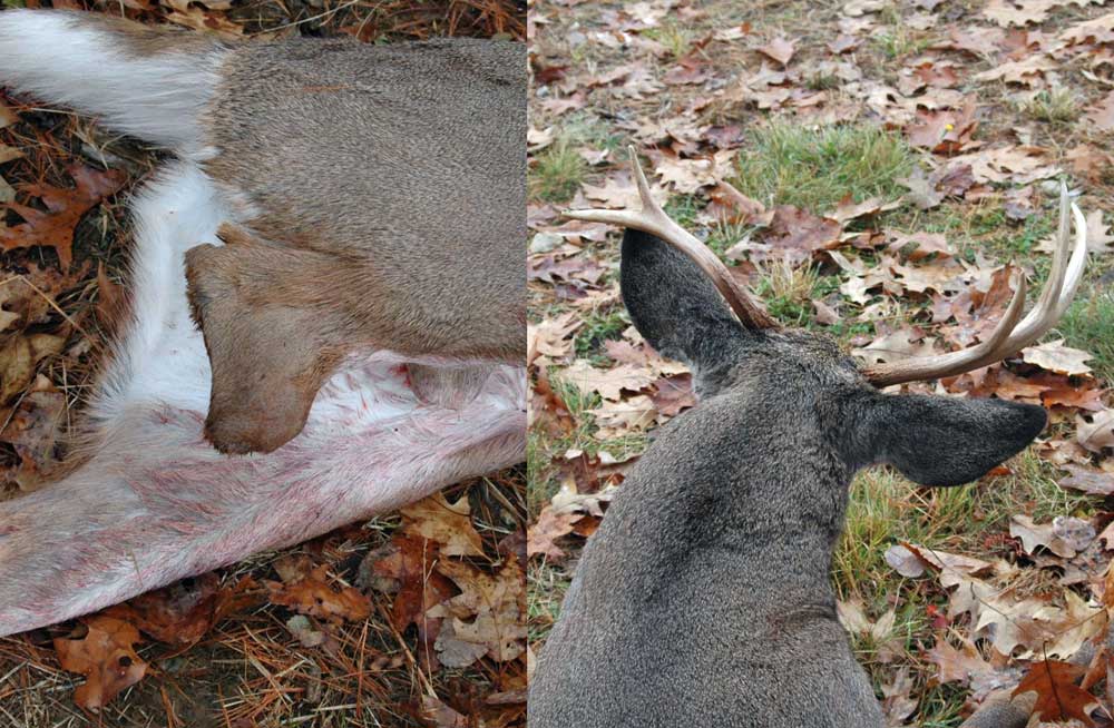 injuries influence deer antler growth