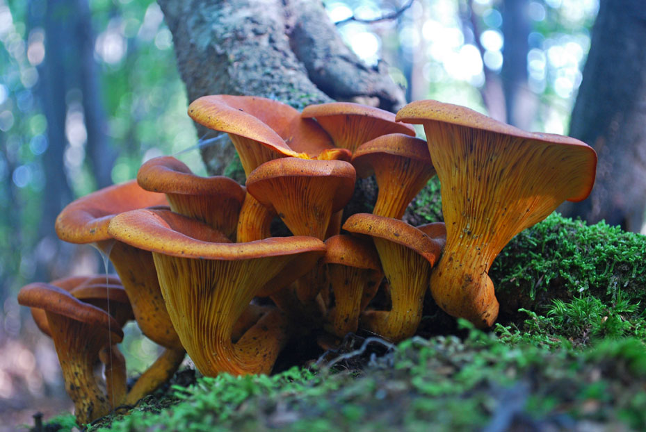 jack-o-lantern mushroom