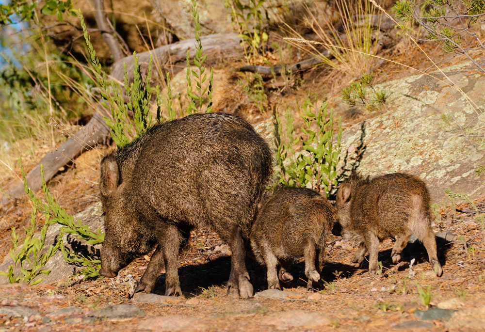 javelina mother and babies