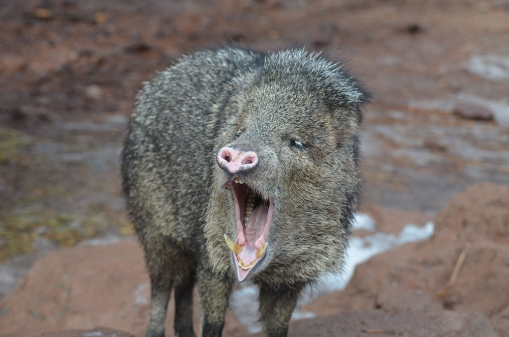 javelina tusks