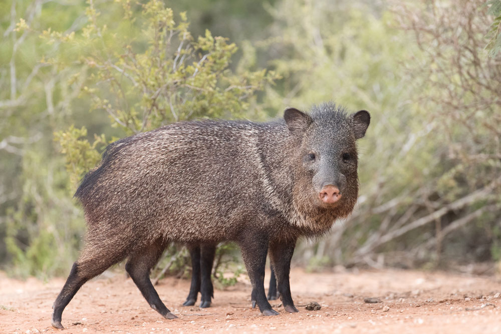 javelina