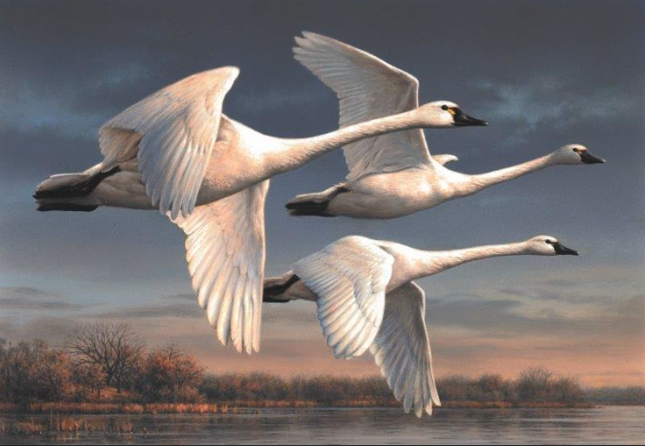 three swans fly over water