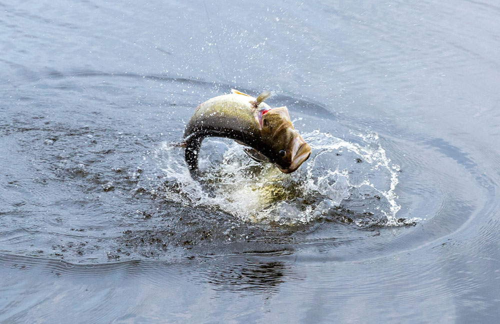 Flipping Gear Used to target Largemouth Bass