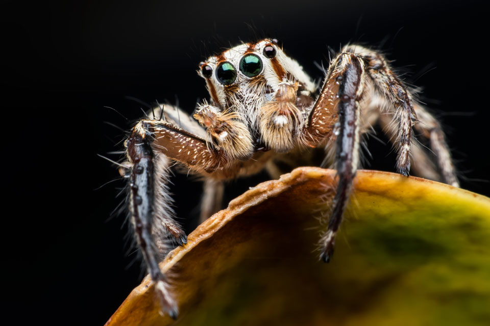 jumping spider