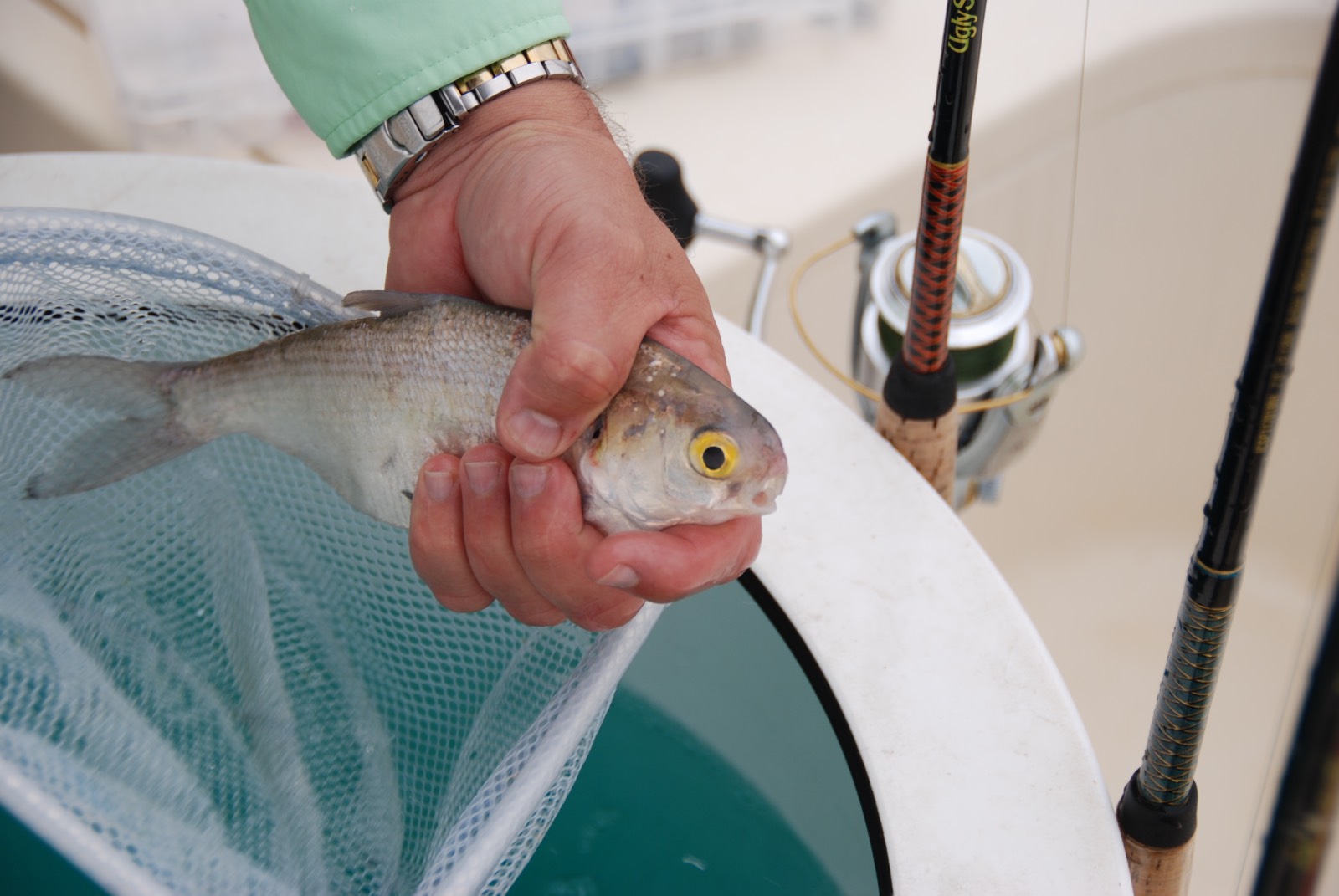 fish going in to tank