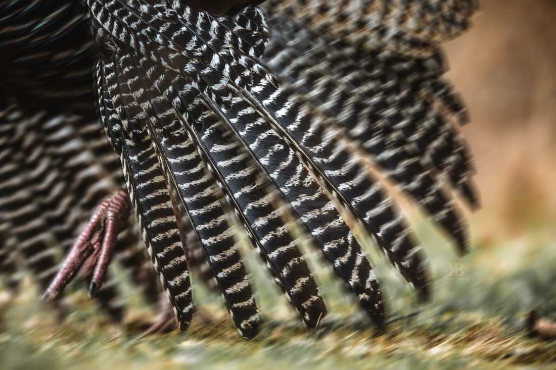 Kerry Wix wild turkey feathers