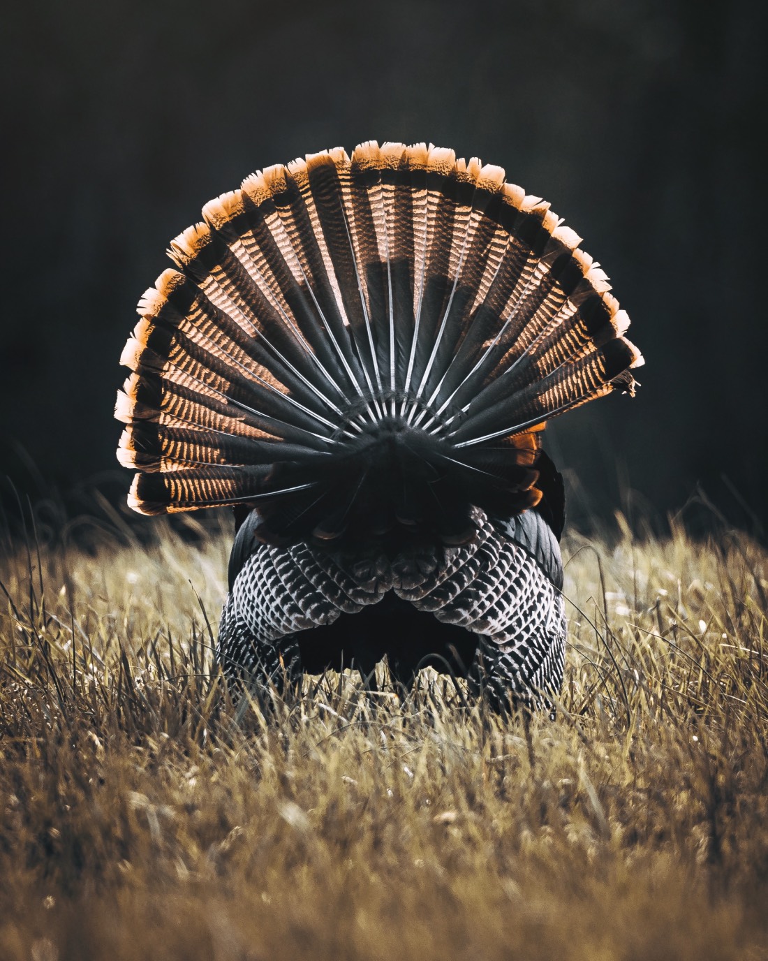 turkey fan