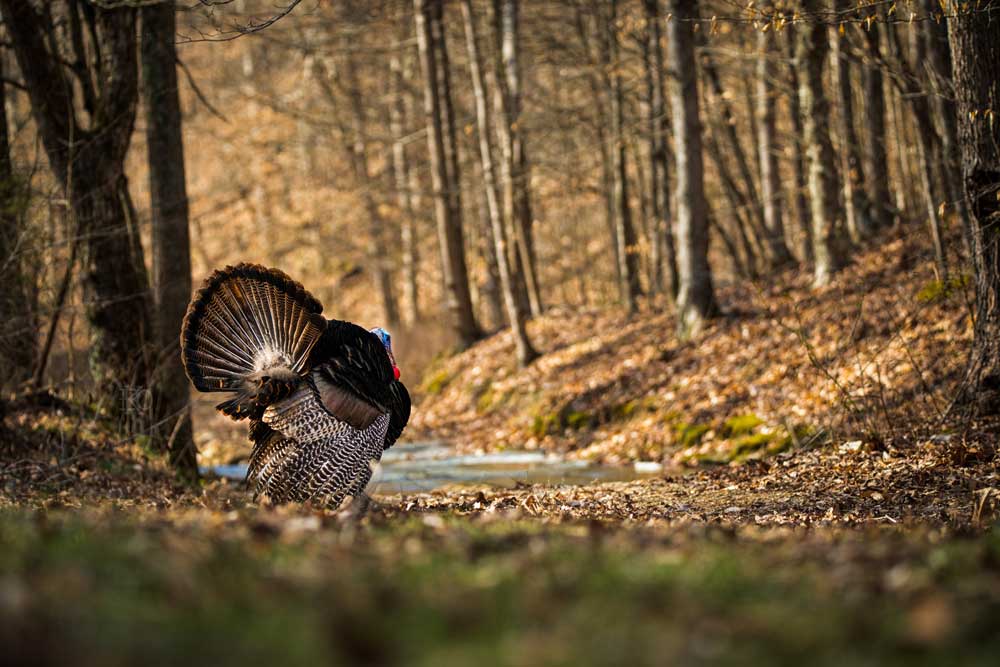 Kerry Wix turkey strutting
