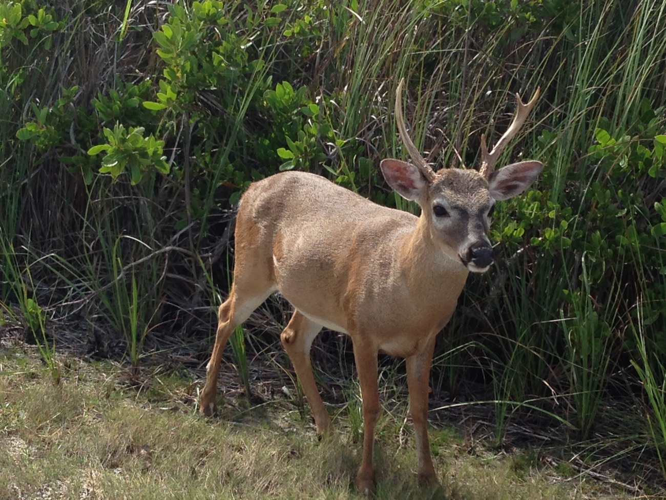 small deer looks at camera