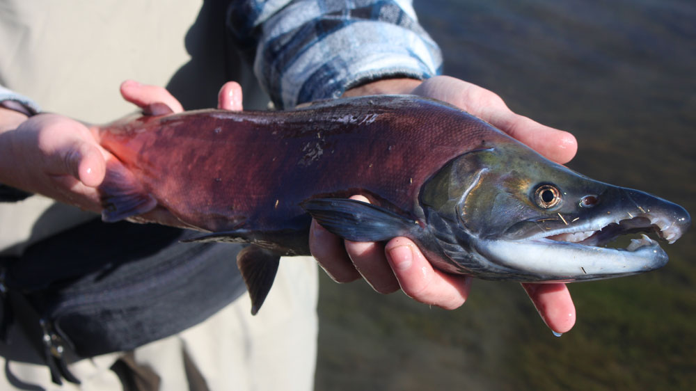 kokanee salmon