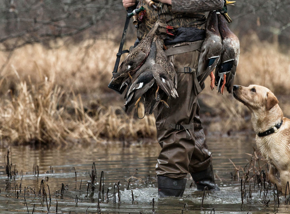 lab duck hunting