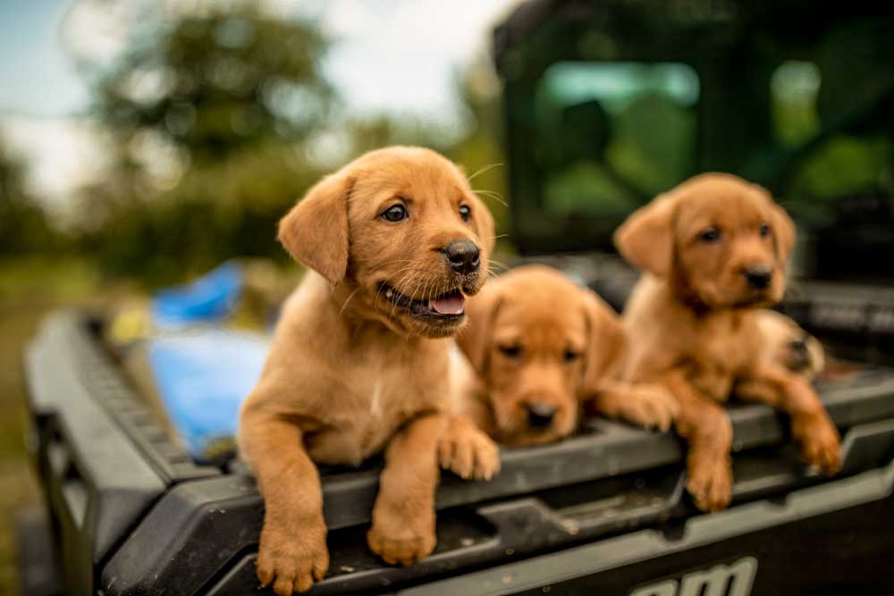 lab puppies