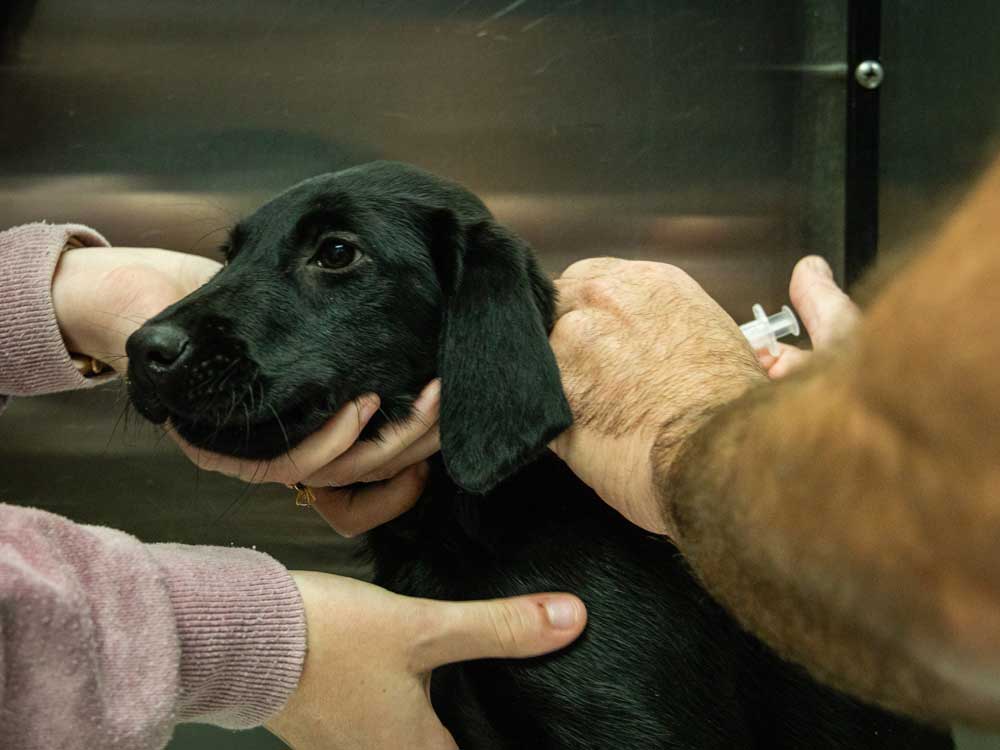 lab puppy getting vaccinations