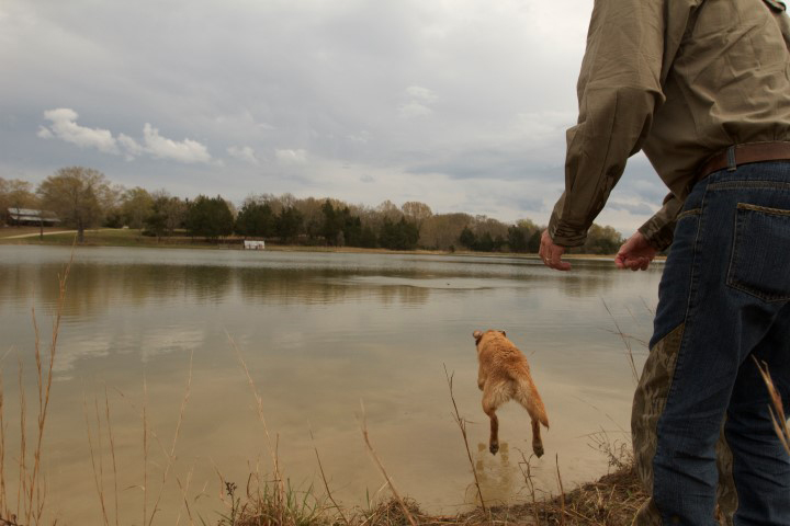 lab retrieving