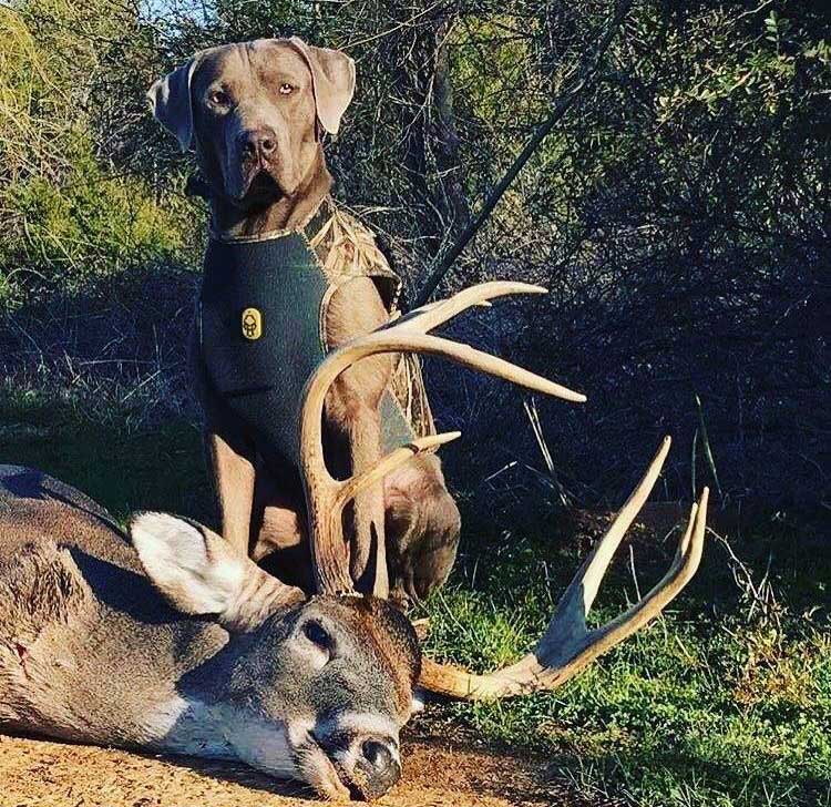 lab tracked deer