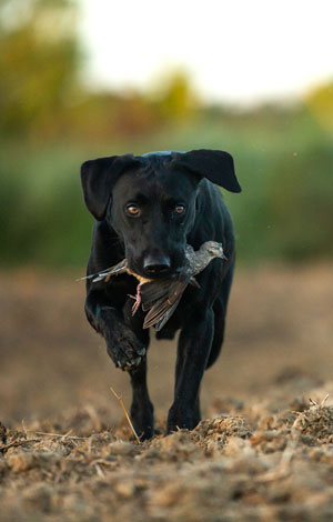 lab with dove