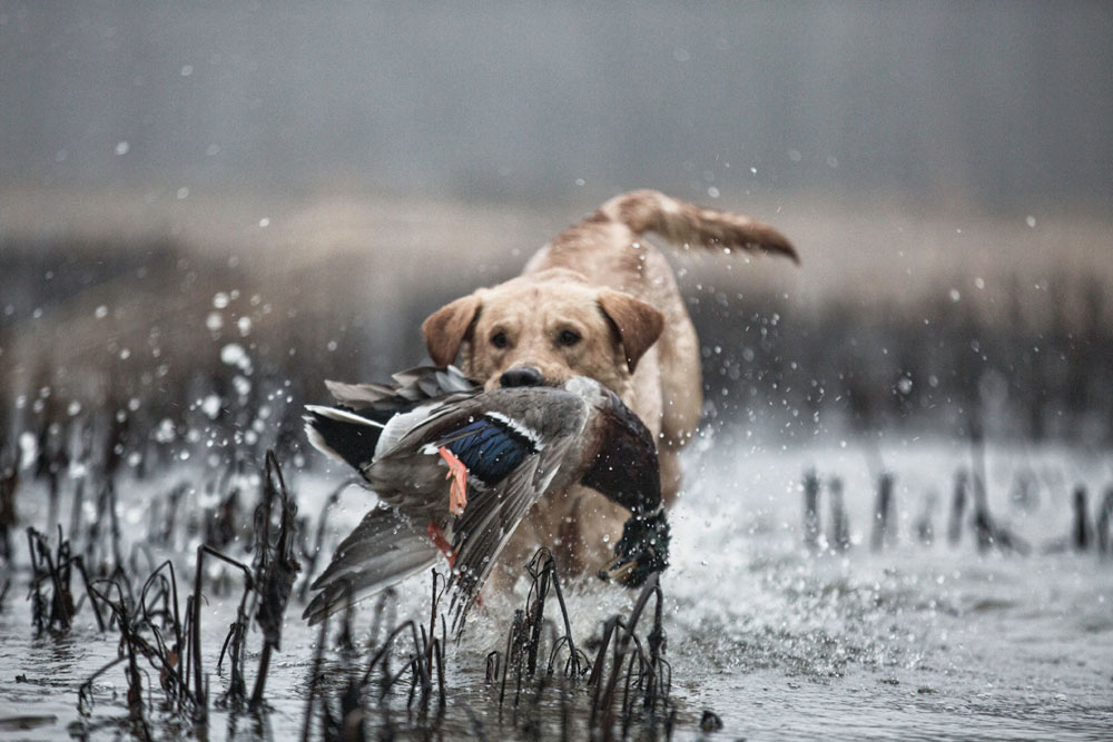 lab with duck