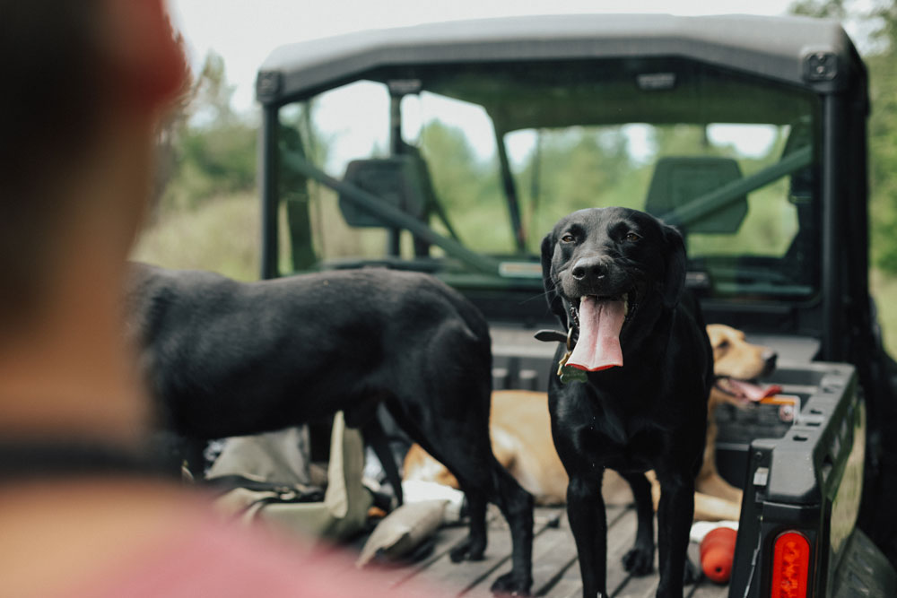 labradors on atv