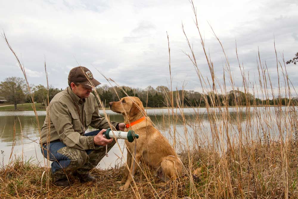 Labrador retriever training