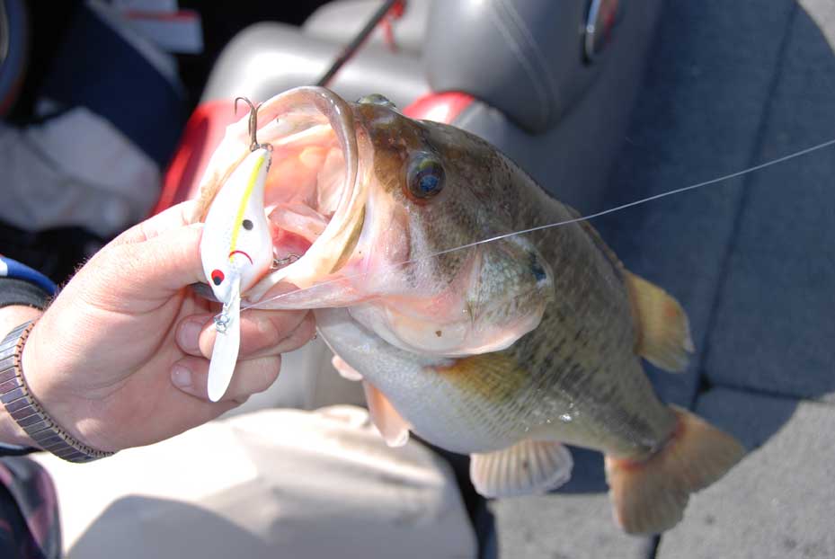 largemouth bass fishing