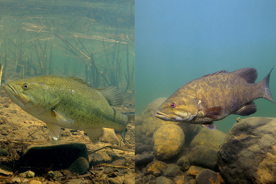 largemouth versus smallmouth