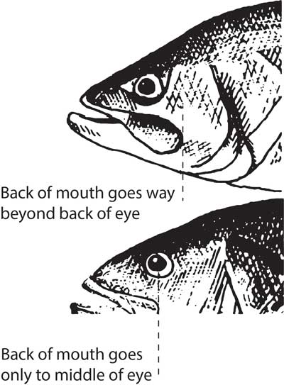largemouth versus smallmouth bass