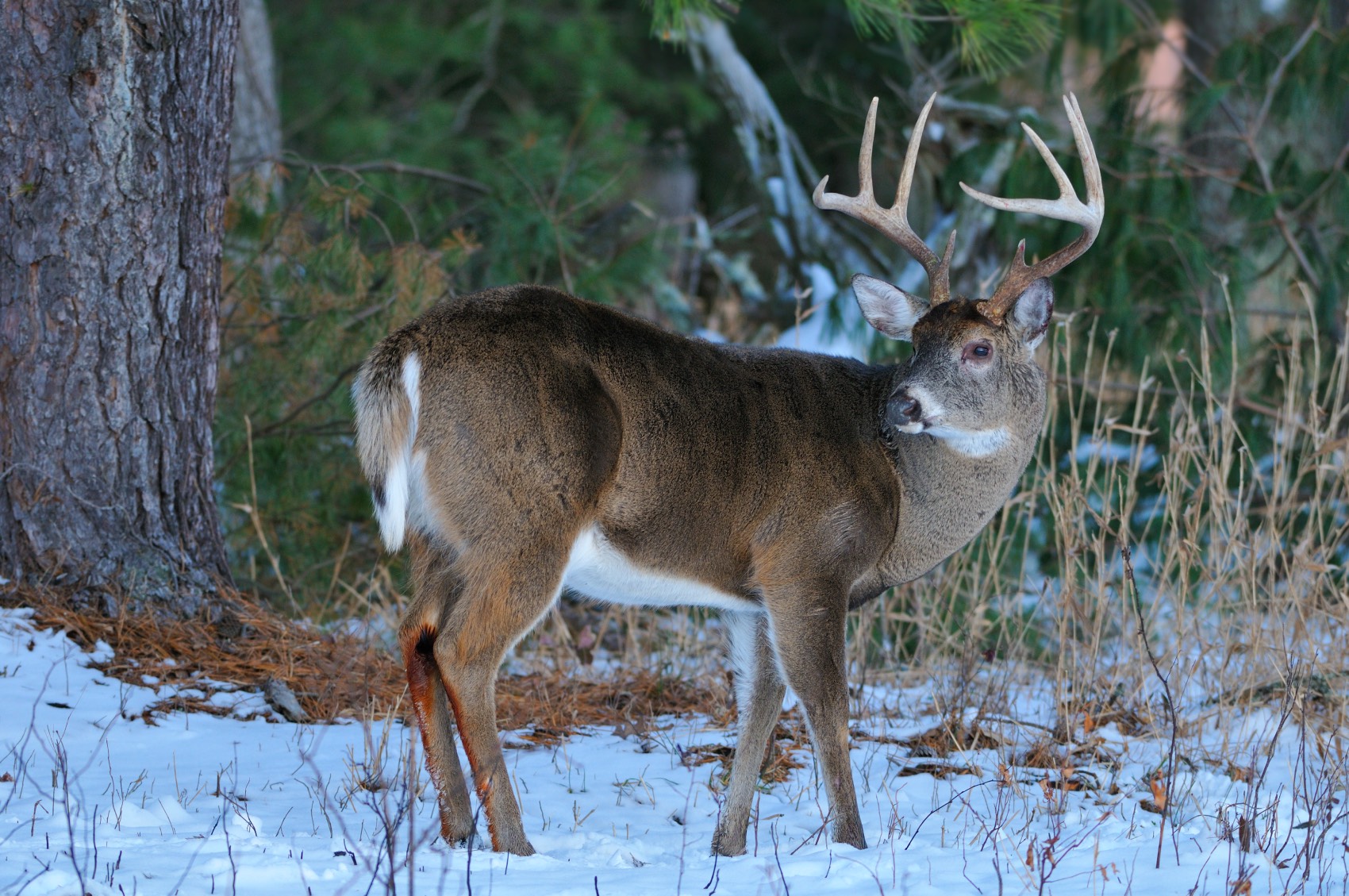 deer standing in snow