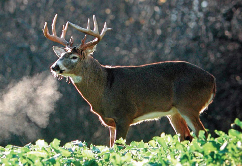 buck in brassica plot