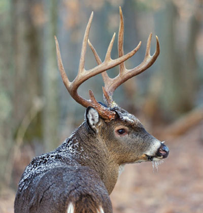 buck in late season