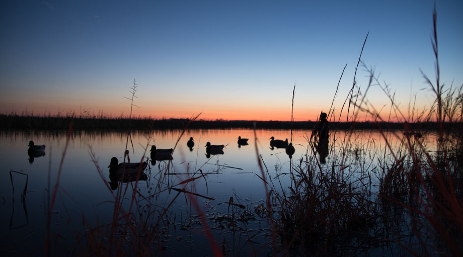 duck decoys