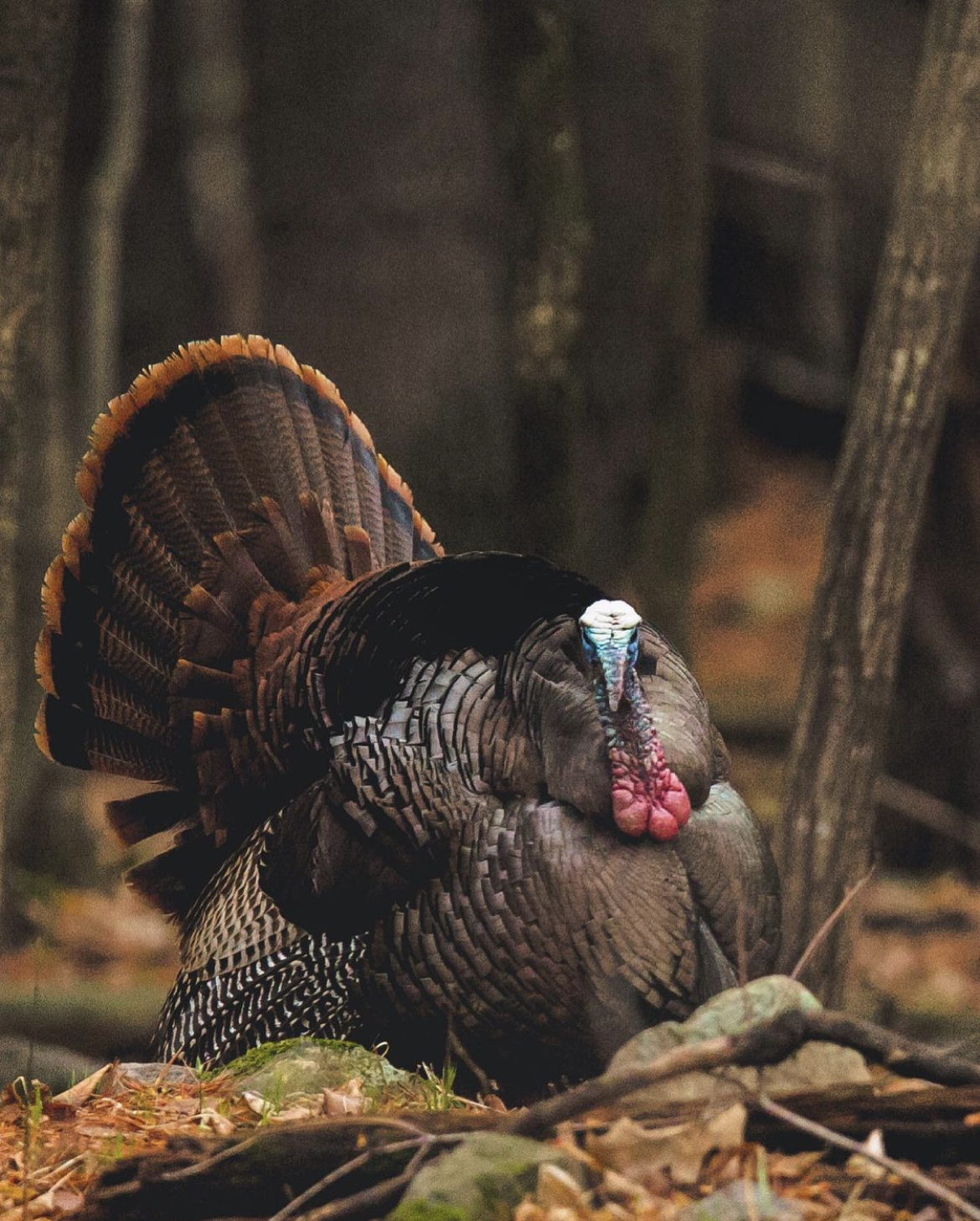 turkey looks at the camera