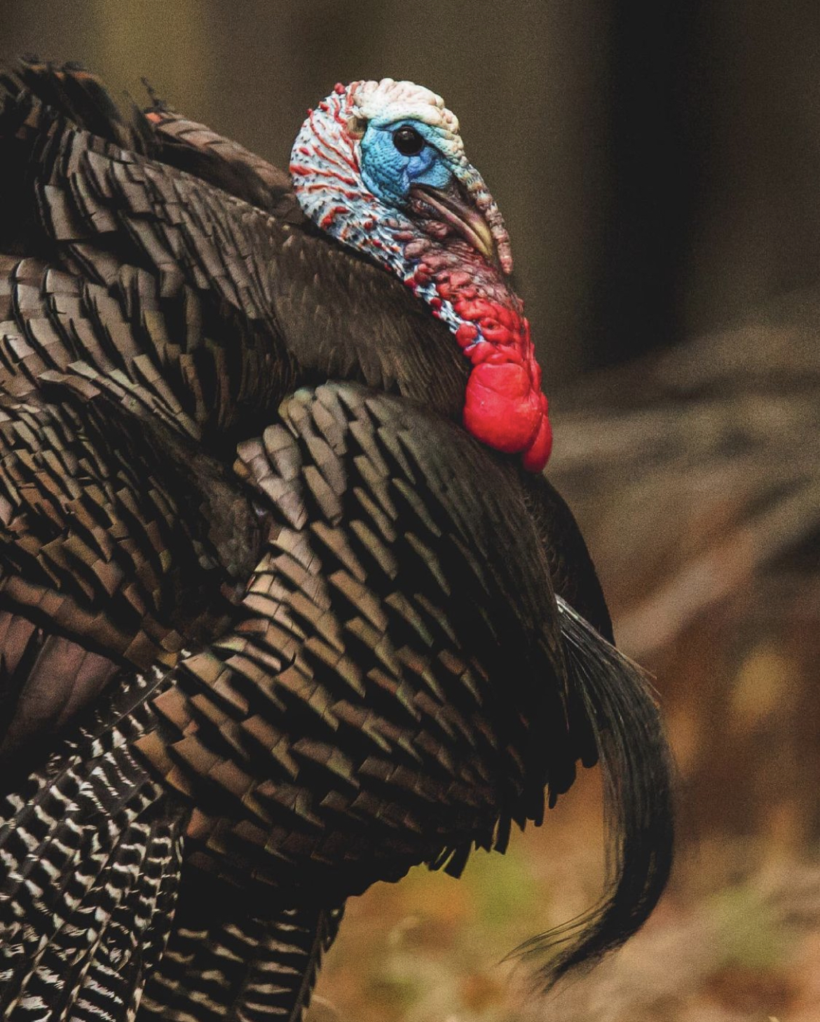 turkey profile