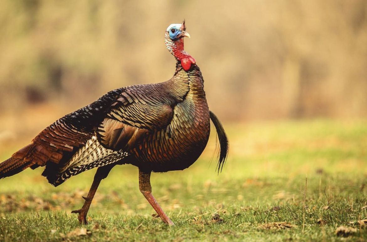 wild turkey holds his head up, interested