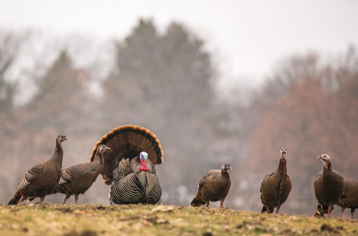 wild turkey with hens