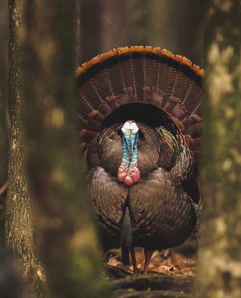 Levi Glines wild turkey photo