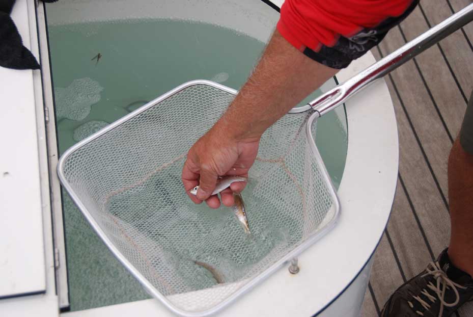 live bait for down rodding