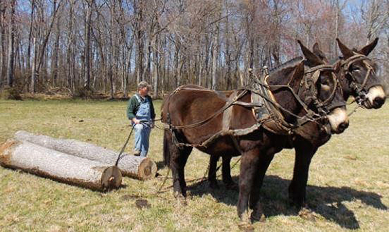 logging with mules